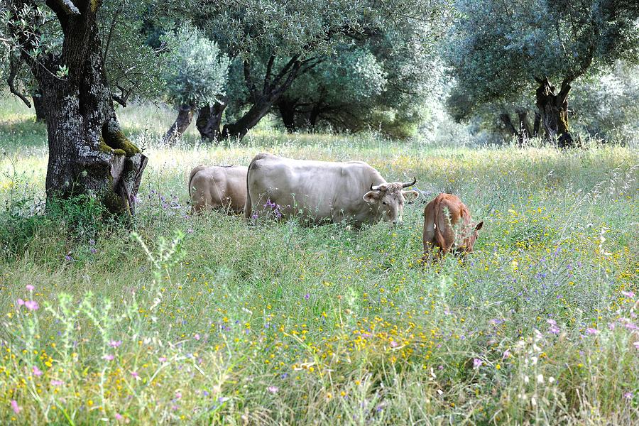 Cow Photograph - Cows in meadow with olive trees by Frank Zunneberg