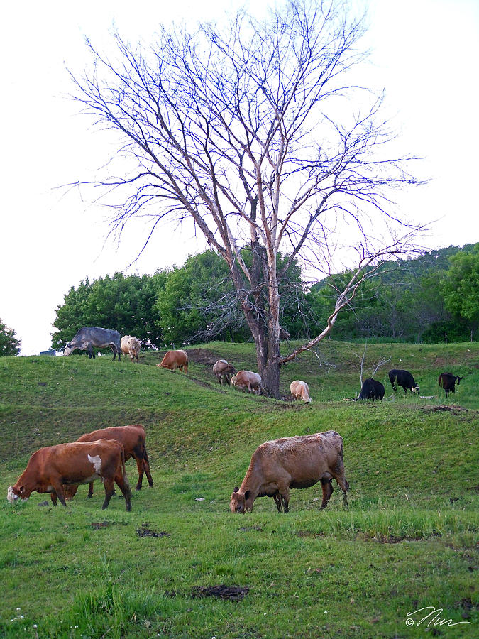 Cows in Rolling Hills Photograph by Nancy Griswold