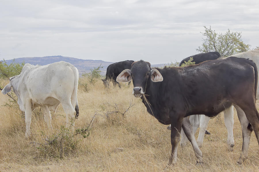 Cows in San Miguel de Allende Photograph by Cathy Anderson