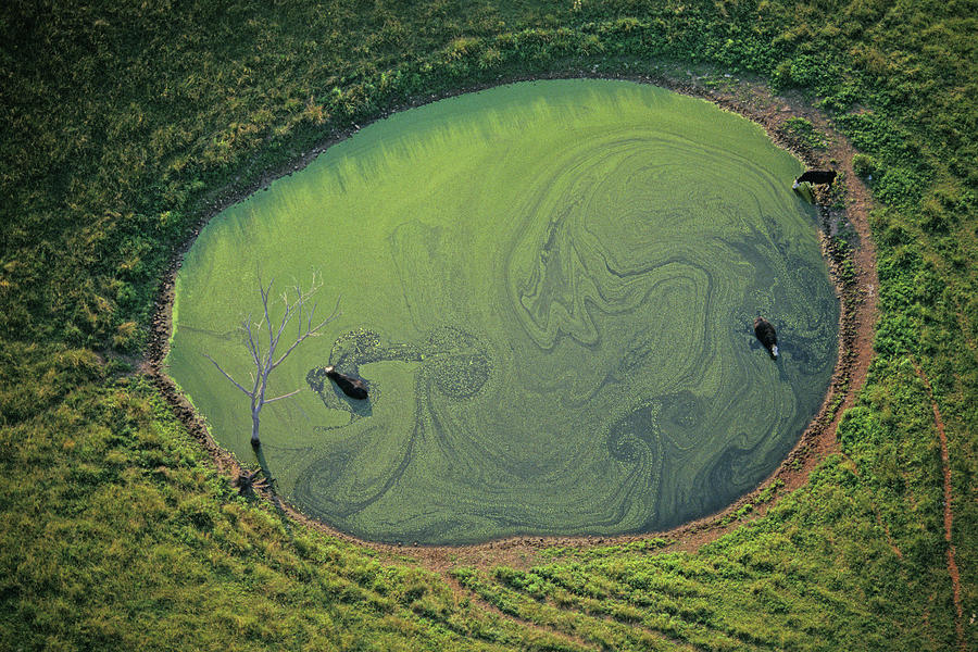 Cow Photograph - Cows In Sinkhole, Bowling Green by Peter Essick