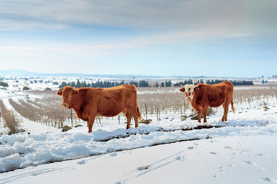 Cows In Snow Photograph by Photostock-israel