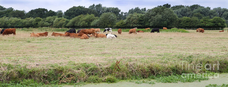 Cows in Suffolk England Photograph by Nicholas Burningham