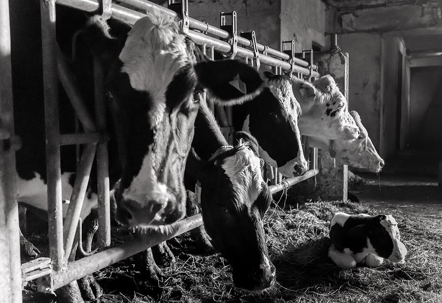 Cows in the Barn2 Photograph by Joseph Amaral