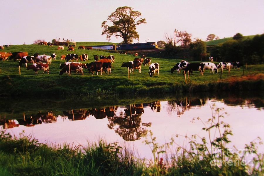 Cows In The Canal Photograph by Martin Howard