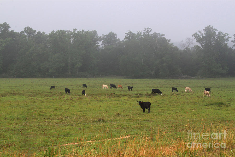Cows In The Morning Mist Photograph