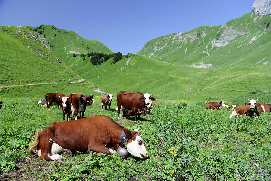 Cows In The Mountains Of Eastern France Photograph by Gilbert Laurie