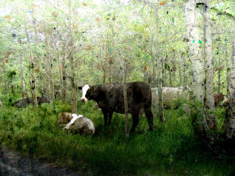 Cows Digital Art by James Huntley