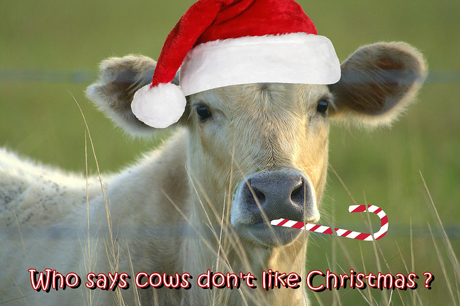 Cows Like Christmas Photograph