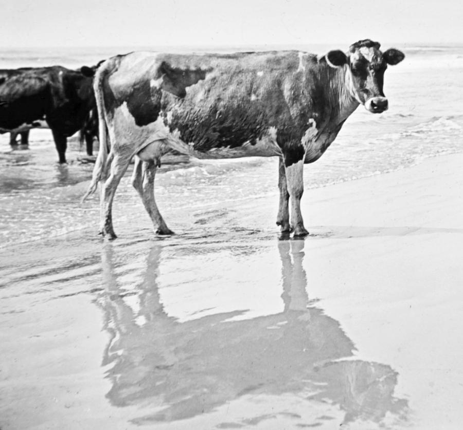 Cows on a Beach Holly Beach New Jersey 1900 Photograph by A Macarthur Gurmankin