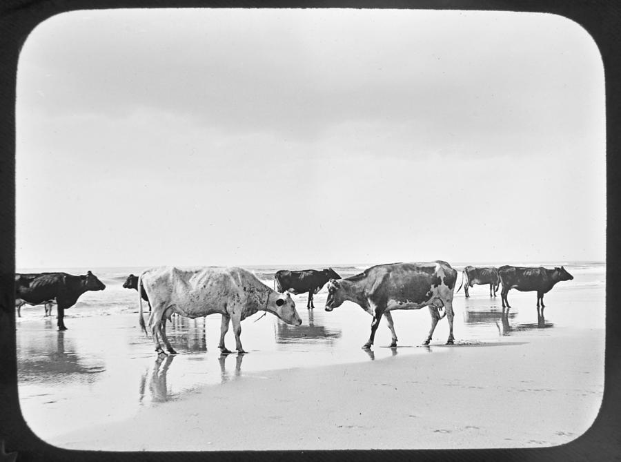 Cows on a Beach Holly Beach Now Wildwood New Jersey 1907 Photograph by A Macarthur Gurmankin