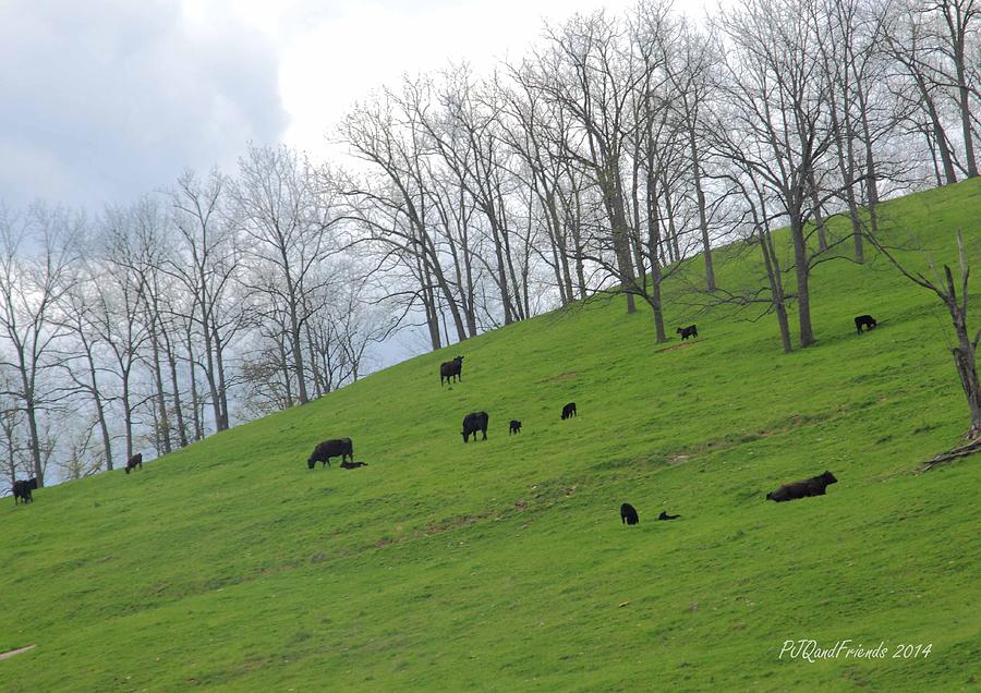 Cows on a Hill Photograph by PJQandFriends Photography