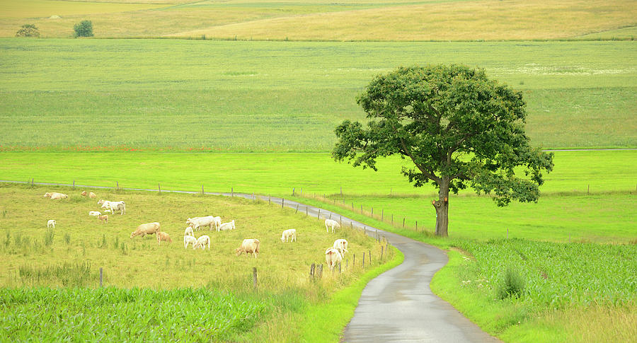 Cows On Pasture And Oak Tree At Farm Photograph by Knaupe