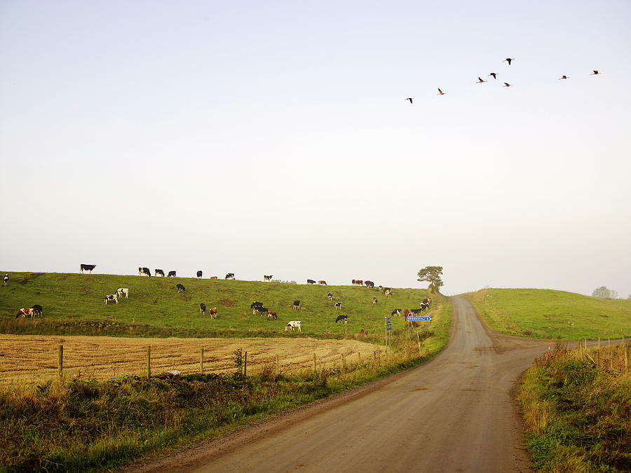 Cows On Pasture Photograph by Johner Images