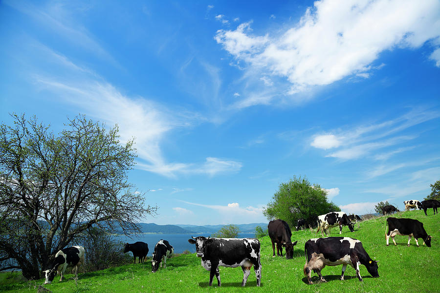 Cows On The Field Photograph by Eli asenova