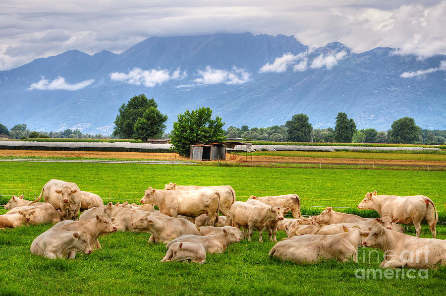 Cows on the green field Photograph by Mats Silvan