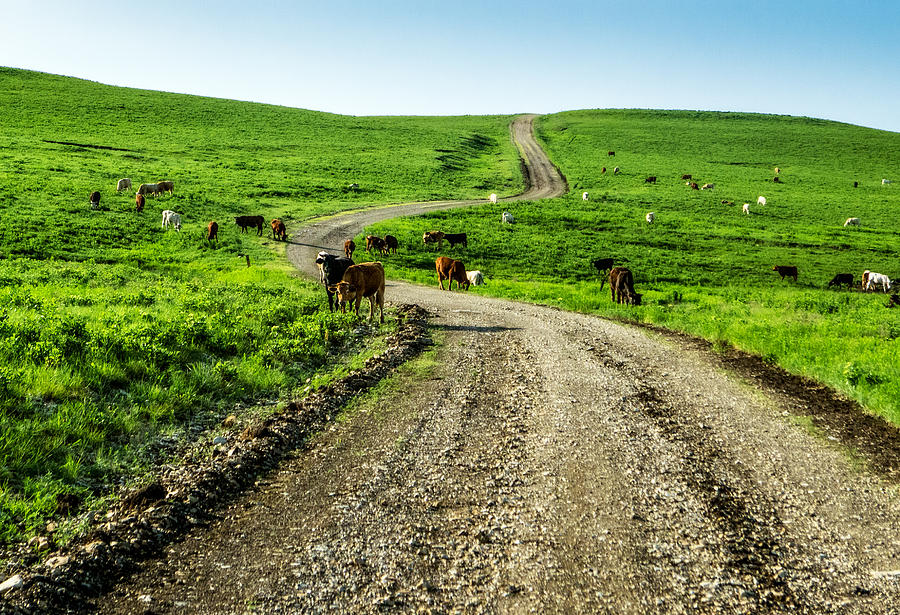 Cows on the Road Photograph by Eric Benjamin