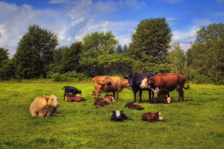 Cows out to Pasture Photograph by Joann Vitali