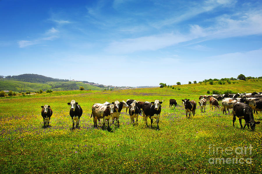Cows Pasturing Photograph by Carlos Caetano