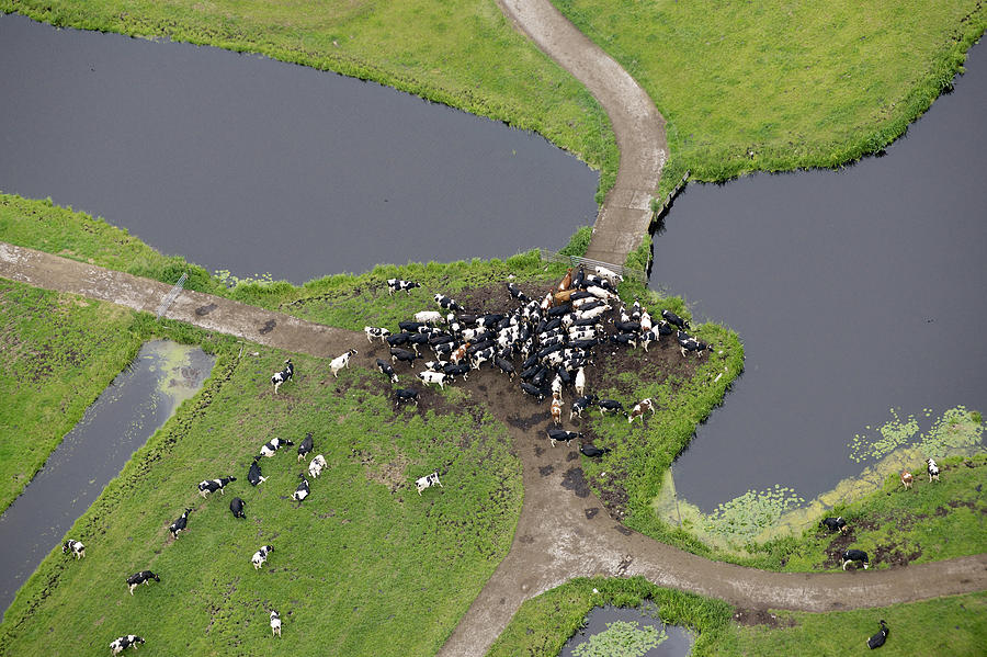 Animal Photograph - Cows Pasturing, Stolwijk by Bram van de Biezen