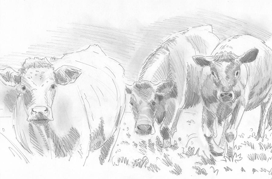 Cows Pencil Drawing Drawing by Mike Jory