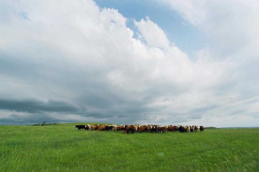 Cows Sensing Approaching Storm Photograph by Jim Reed Photography/science Photo Library