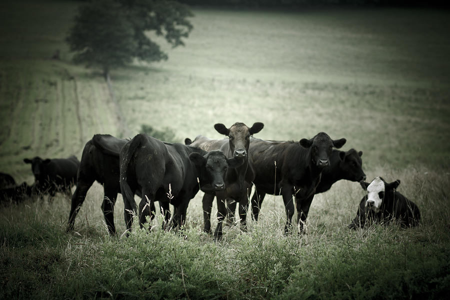 Cows Photograph by Shane Holsclaw