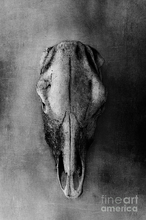 Cows Skull in Black and White Photograph by Stephanie Frey