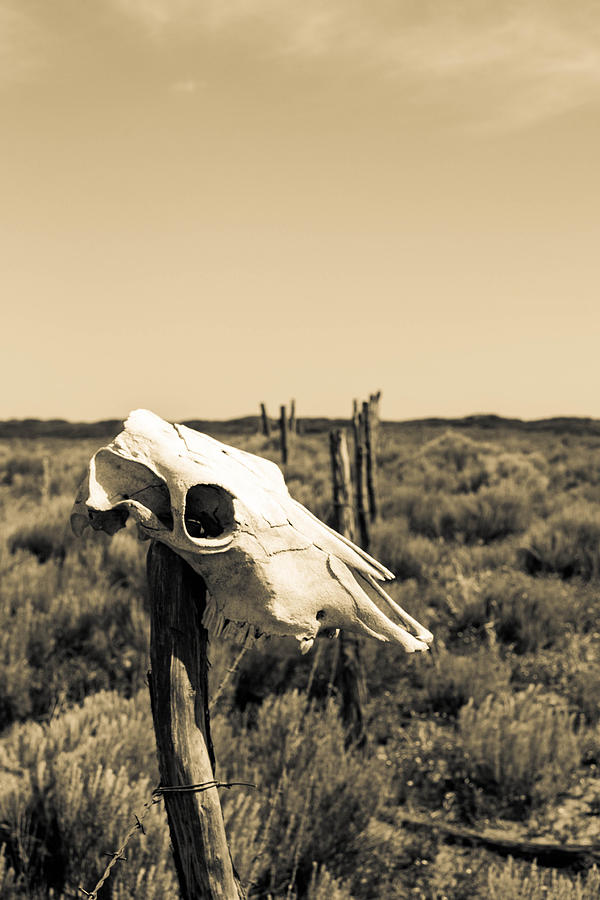 Cows Skull on Fence Photograph by Hillis Creative