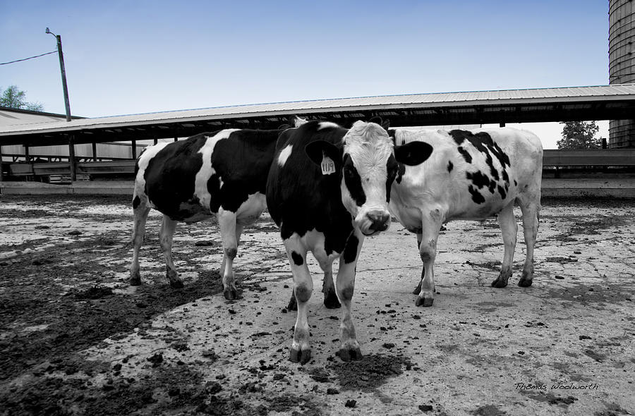 Cow Photograph - Cows Three In One by Thomas Woolworth