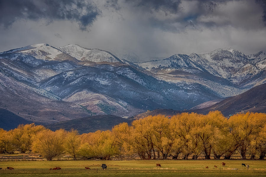 Mountain Photograph - Cows Trees Mountains and Clouds by Paul Freidlund