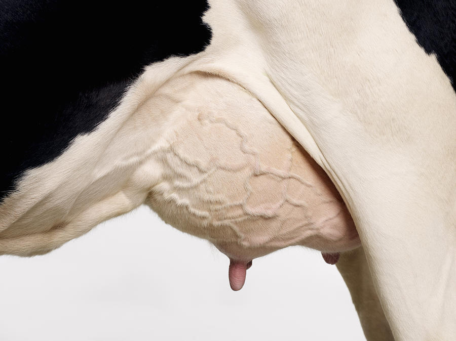 Cows Udder Photograph by Frontdoor Images