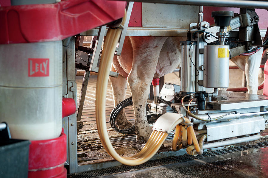Cows Udder In Milking Machine Photograph by Aberration Films Ltd