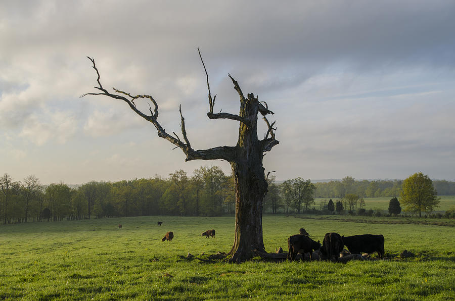 Cows Under an Old Dead Tree Photograph by Bill Cannon