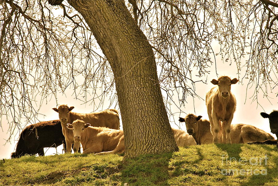 Cow Photograph - Cows Under Oak by Amy Fearn