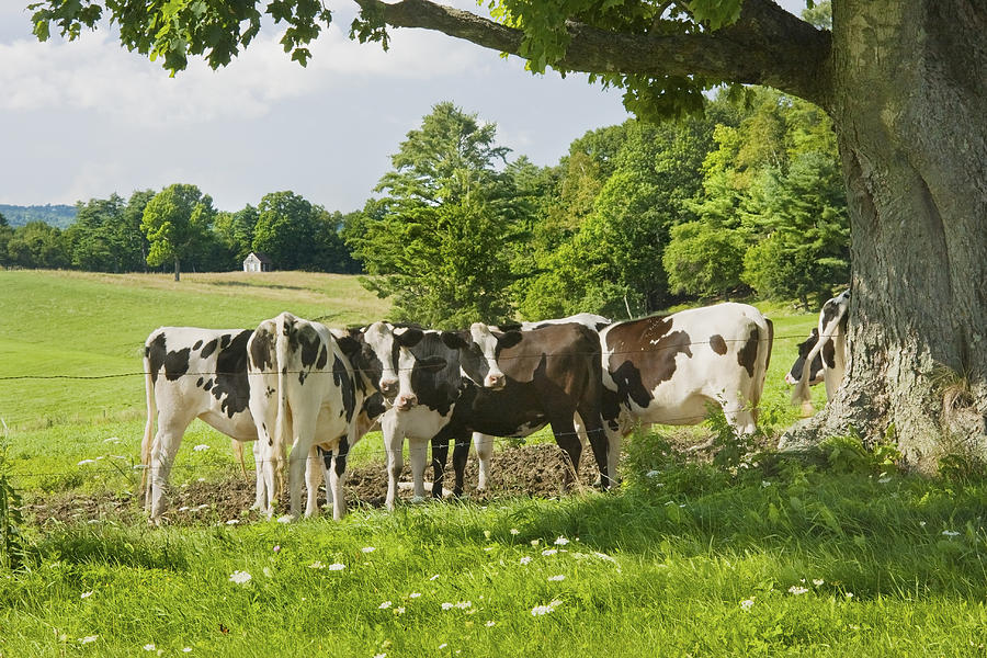Cows Under Tree In Farm Field Summer Maine Photograph Photograph by