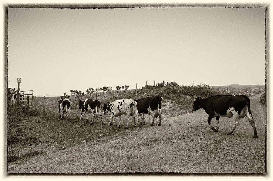 Cows Photograph by Wade Aiken