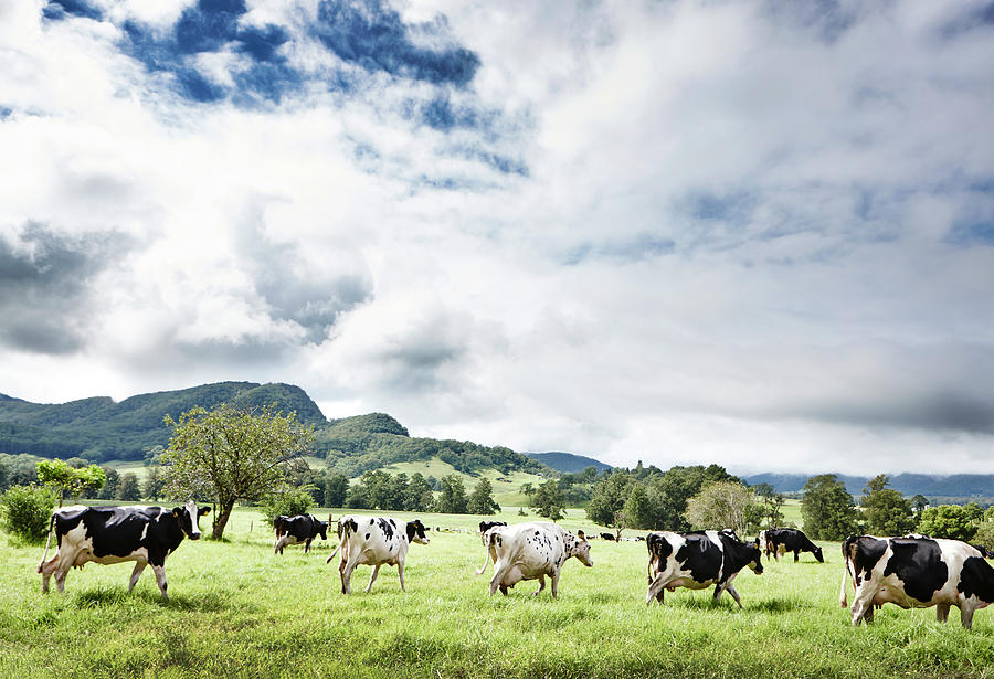 Cows Walk In Beautiful Paddock Photograph by Stuart Miller Cows Walk In Beautiful Paddock Photograph by Stuart Miller