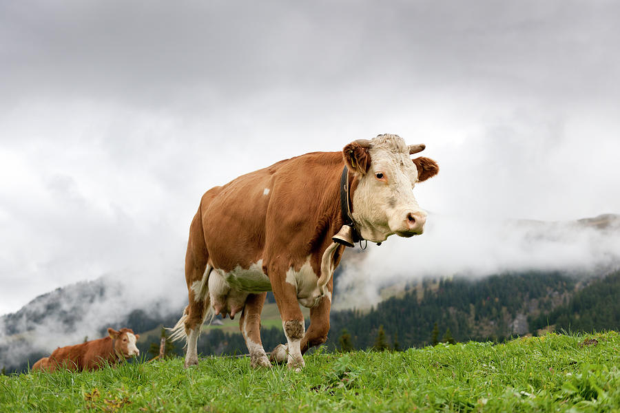 Cows Walking On Alp Photograph by Pidjoe