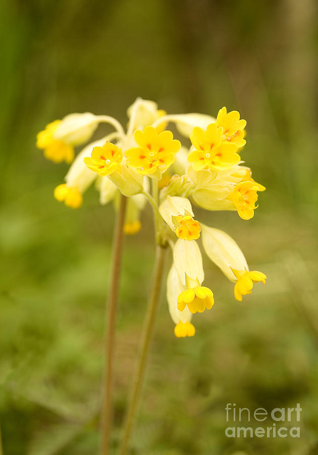 Cowslip   Primula veris Photograph by Liz Leyden
