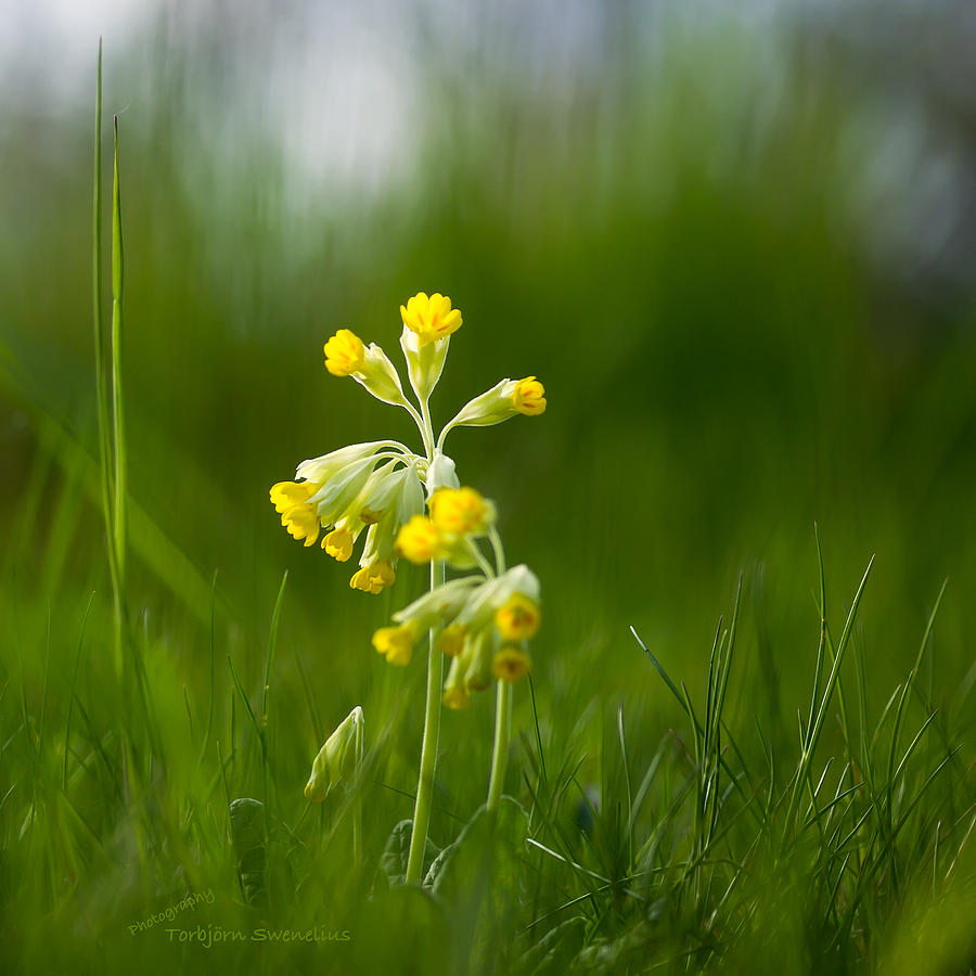 Cowslip  Photograph by Torbjorn Swenelius