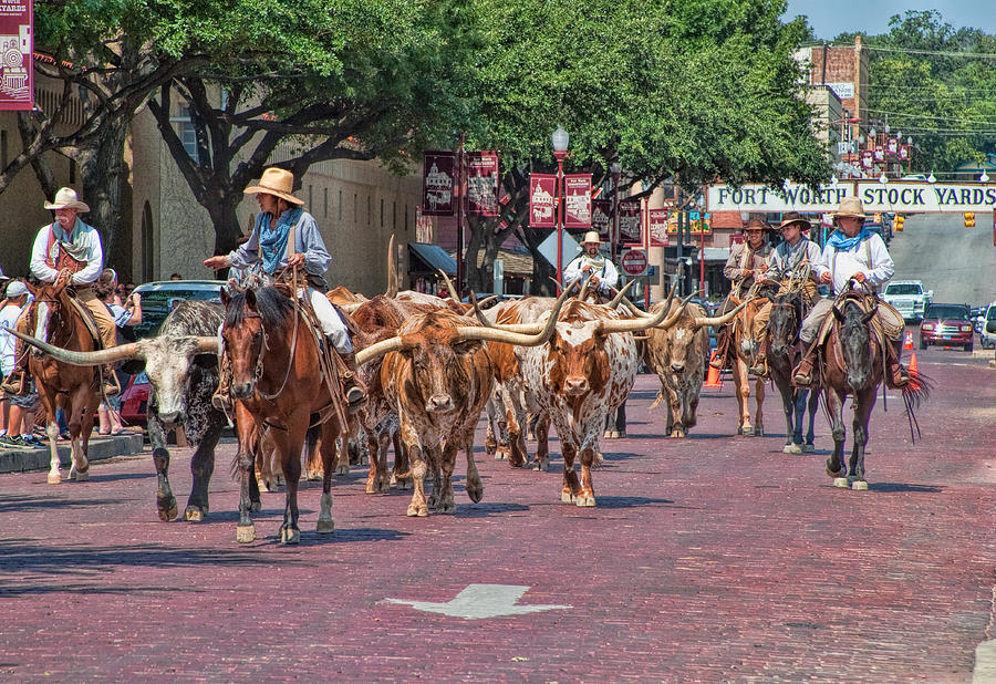 Animal Photograph - Cowtown Cattle Drive by David and Carol Kelly