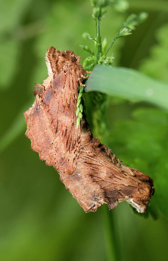 Butterfly Photograph - Coxcomb Prominent Moths Mating by Nigel Downer