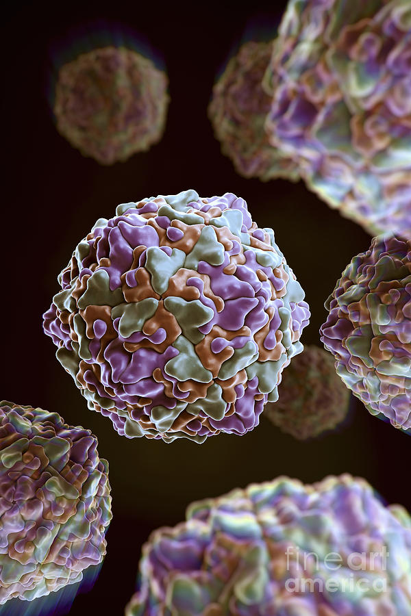 Coxsackie B Virus Photograph By Science Picture Co