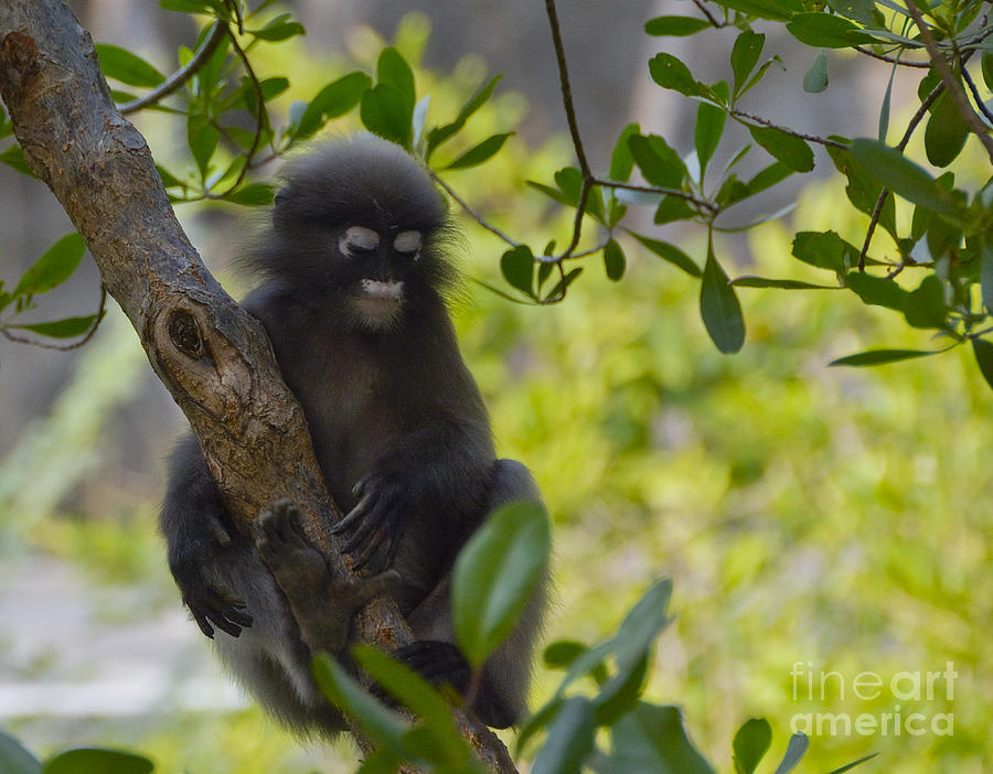 Coy Dusky Leaf Monkey Photograph by Ted Guhl