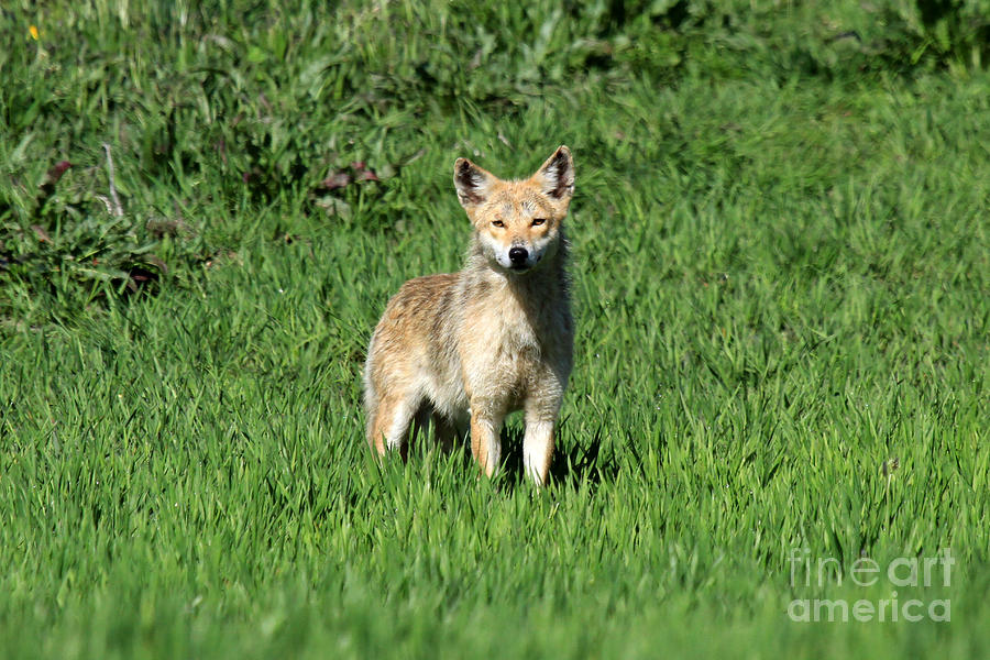 Coyote 2 Photograph by Butch Lombardi