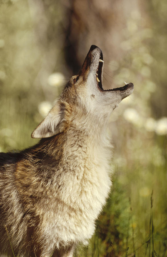 Coyote Adult Howling North America Photograph by Tim Fitzharris