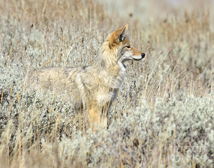 Coyote at Dunraven Pass Photograph by Dennis Hammer