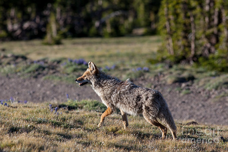 Coyote at Dusk Photograph by Natural Focal Point Photography