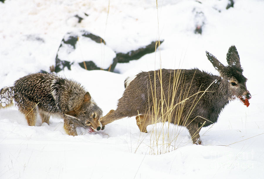 Coyote Attacks Mule Deer Photograph by Art Wolfe