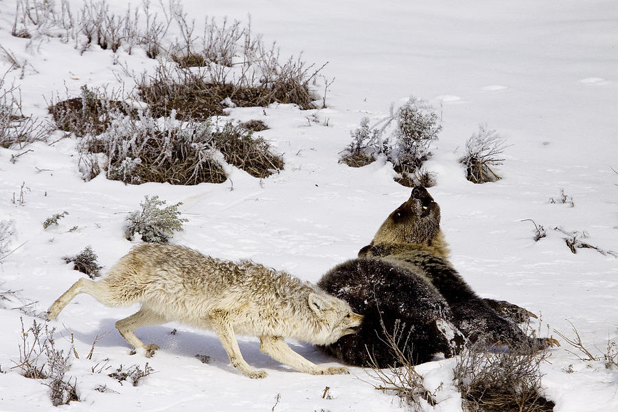 Coyote Biting A Grizzly Bear Photograph by J L Woody Wooden